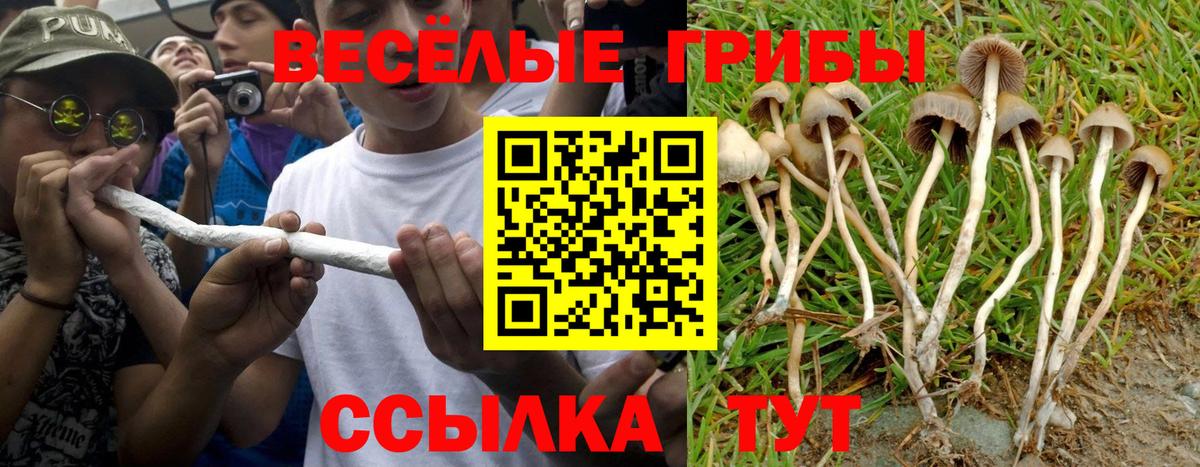 хочу наркоту  Псилоцибиновые грибы Psilocybe  Вход с VPN  Грязи 
